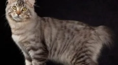 Zašto ne možete povući mačku za rep